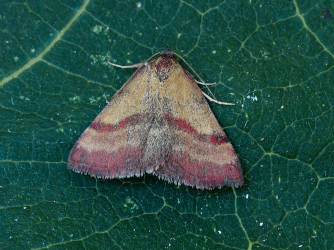 Noctuelle couleur de bronze (Phytometra viridaria) © Bertrand Debroize