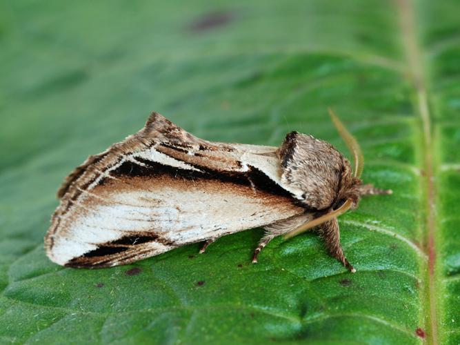 Bombyx Dictéoide (Pheosia gnoma) © Bertrand Debroize