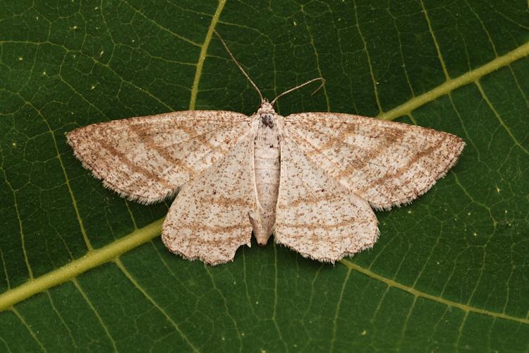 L'Etrille (Perconia strigillaria) © Bertrand Debroize