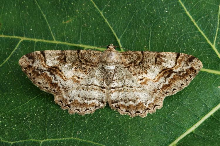 La Boarmie du Tilleul (Paradarisa consonaria) © Bertrand Debroize