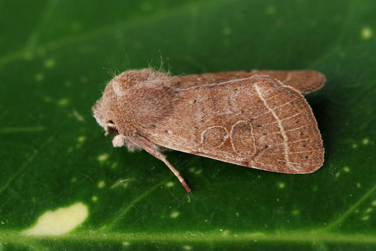 Orthosie du Cerisier (Orthosia cerasi) © Bertrand Debroize