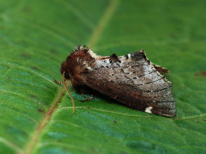 La Carmélite (Odontosia carmelita) © Bertrand Debroize