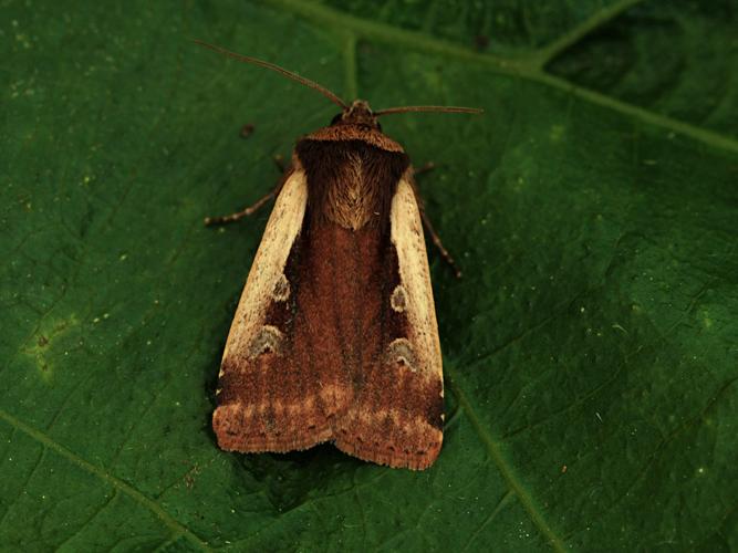 Le Cordon blanc (Ochropleura plecta) © Bertrand Debroize