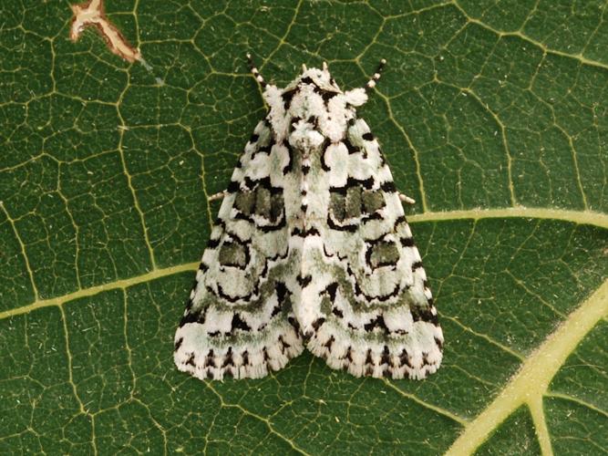 La Bryophile du Lichen (Nyctobrya muralis) © Bertrand Debroize