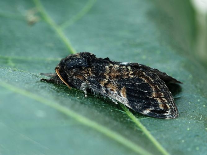 Le Dromadaire (Notodonta tritophus) © Bertrand Debroize