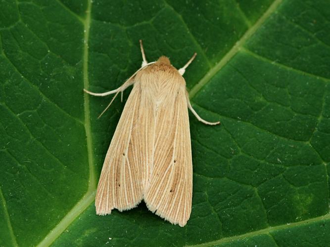 Leucanie blafarde (Mythimna pallens) © Bertrand Debroize