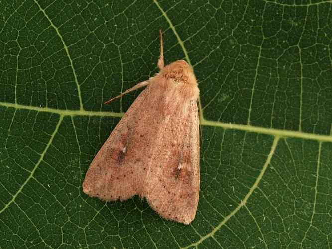 La Noctuelle lythargyrée (Mythimna ferrago) © Bertrand Debroize