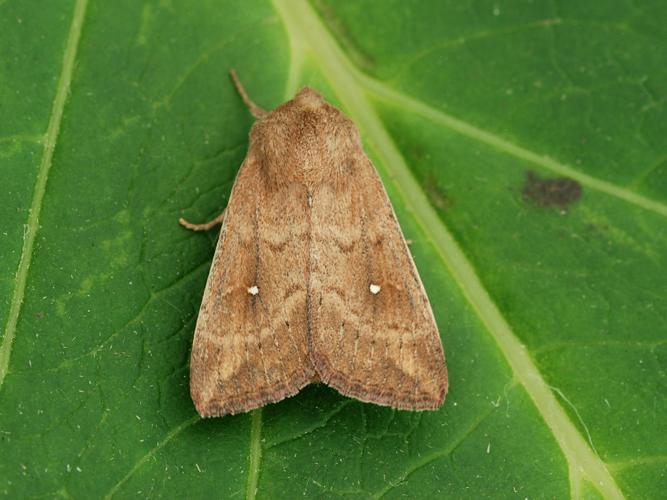 Le Point blanc (Mythimna albipuncta) © Bertrand Debroize