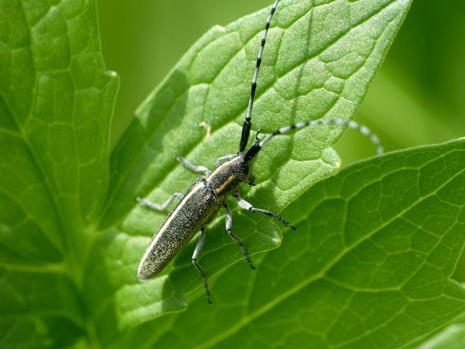 Aiguille des piquants (Agapanthia cardui) © Morvan Debroize