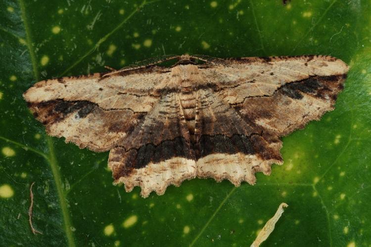 La Boarmie pétrifiée (Menophra abruptaria) © Bertrand Debroize