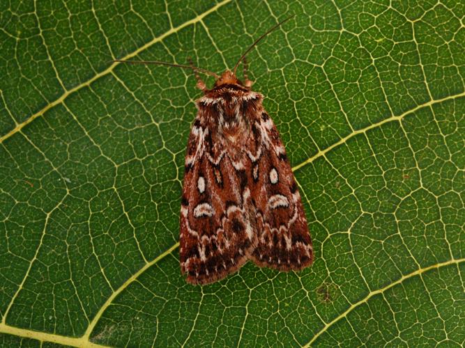 La Noctuelle porphyre (Lycophotia porphyrea) © Bertrand Debroize