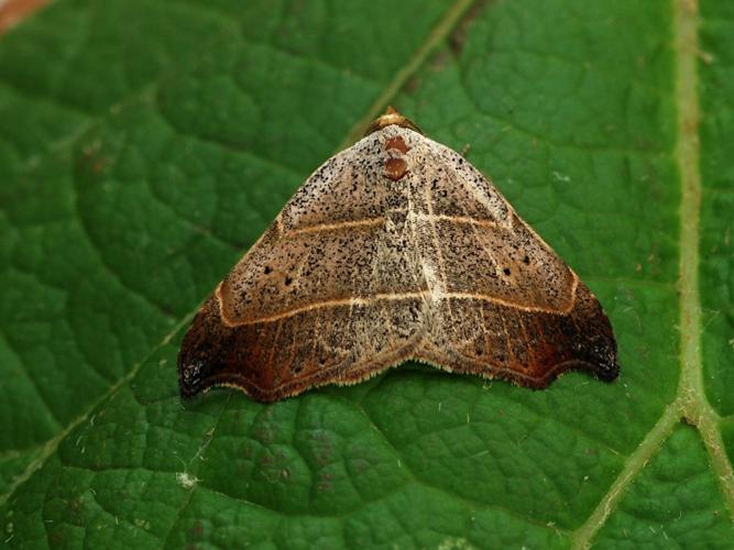 Le Crochet (Laspeyria flexula) © Bertrand Debroize