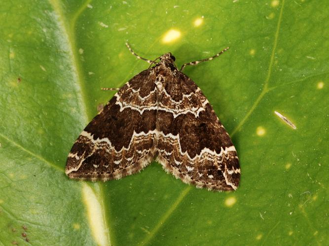 La Cidarie enfumée (Lampropteryx suffumata) © Bertrand Debroize