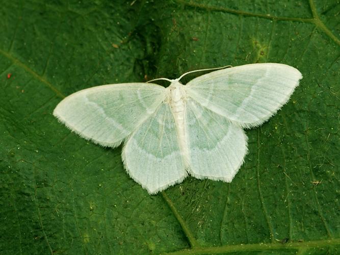 L'Hémithée éruginée (Jodis lactearia) © Bertrand Debroize