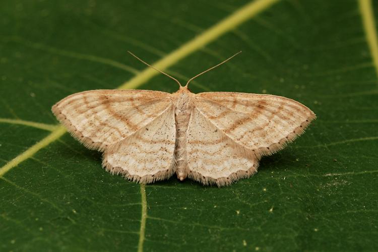 L'Acidalie maigre (Idaea macilentaria) © Bertrand Debroize