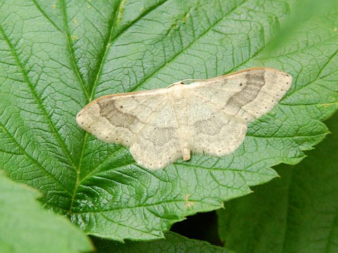 Acidalie détouornée (Idaea aversata) © Bertrand Debroize