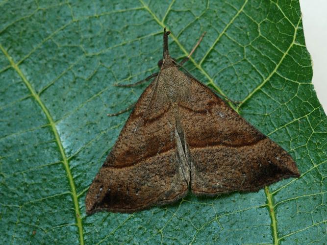 Noctuelle à museau (Hypena proboscidalis) © Bertrand Debroize