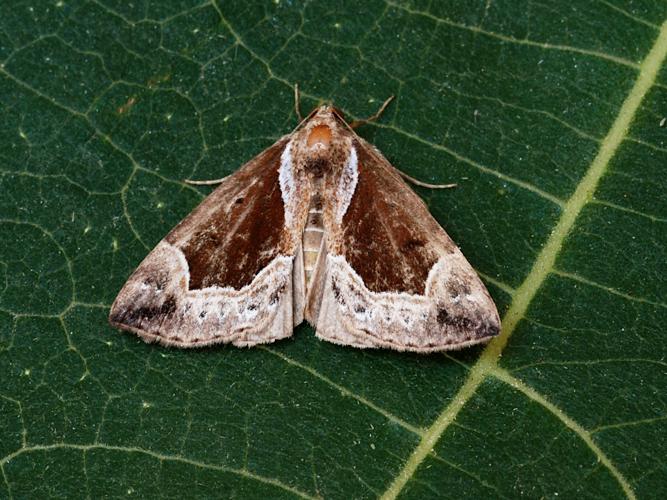 Noctuelle épaissie (Hypena crassalis) © Bertrand Debroize