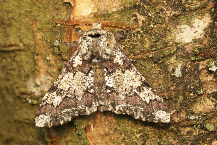 Biston strataria - Le Biston marbré © Sylvain Montagner