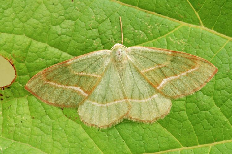 La Métrocampe verte (Hylaea fasciaria) © Bertrand Debroize