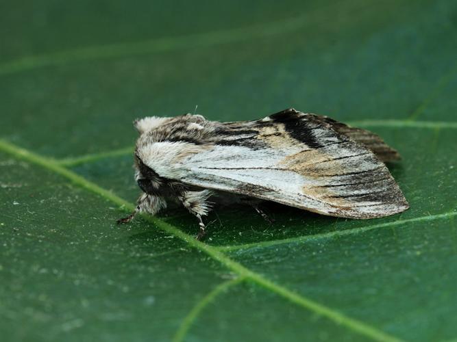 Le Dragon (Harpyia milhauseri) © Bertrand Debroize