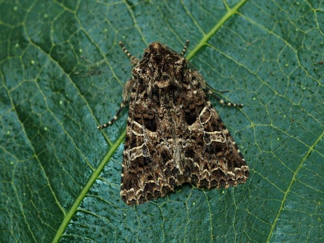 La Noctuelle capsulaire (Hadena bicruris) © Bertrand Debroize