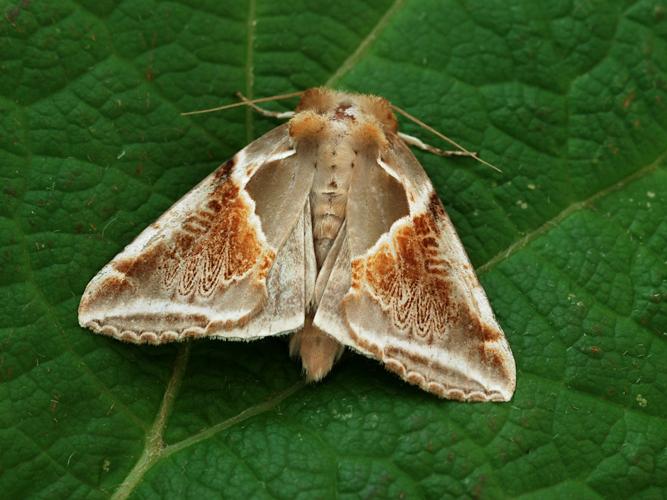 La Râtissée (Habrosyne pyritoides) © Bertrand Debroize