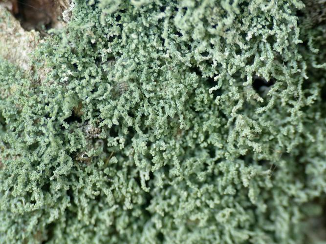 Leprocaulon microscopicum © Morvan Debroize