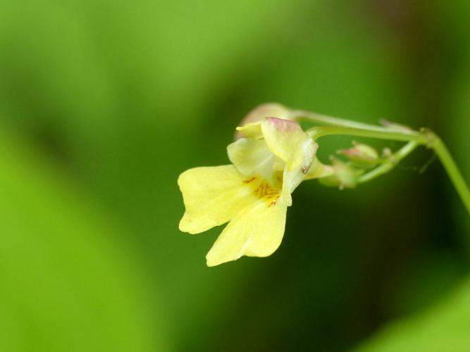 Balsamine à petites fleurs (Impatiens parviflora), fleur © Morvan Debroize