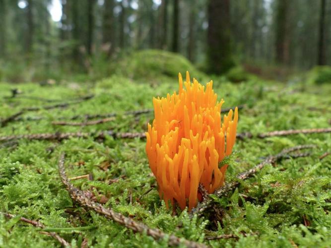 Calocère visqueuse (Calocera viscosa) © Morvan Debroize