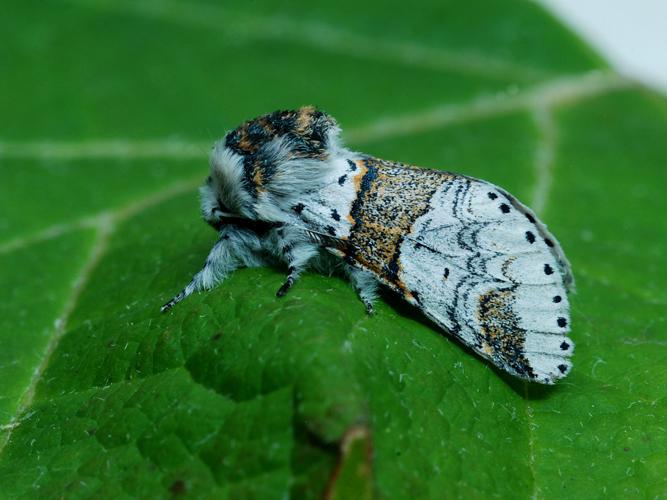 La Harpye fourchue (Furcula furcula) © Bertrand Debroize