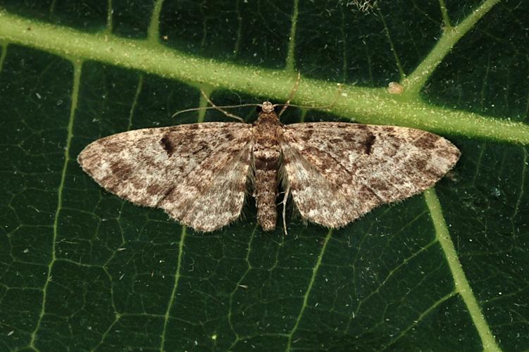 Eupithécie des Résineux (Eupithecia tantillaria) © Bertrand Debroize