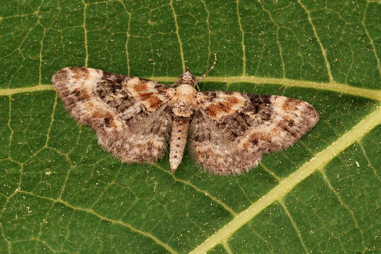 Eupithécie de la Digitale pourpre (Eupithecia pulchellata) © Bertrand Debroize