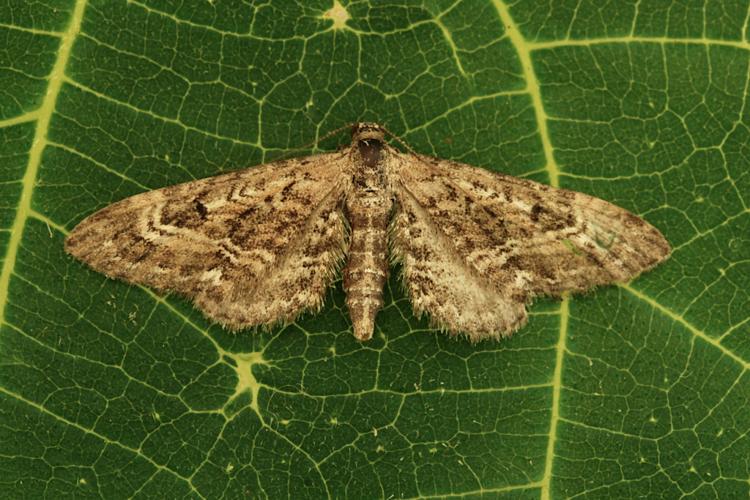 Eupithécie naine (Eupithecia nanata) © Bertrand Debroize