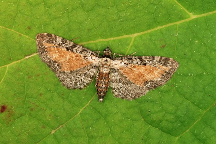 Eupithécie frappée (Eupithecia icterata) © Bertrand Debroize