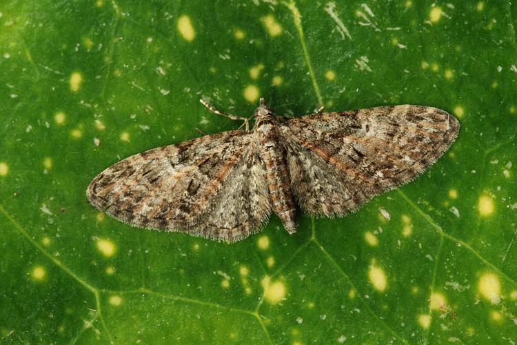 Eupithécie printanière (Eupithecia abbreviata) © Bertrand Debroize