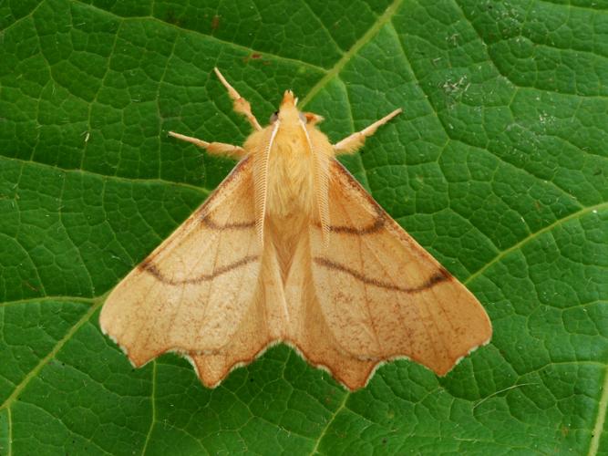 L'Ennomos rongée (Ennomos erosaria) © Bertrand Debroize