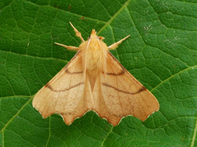 L'Ennomos rongée (Ennomos erosaria) © Bertrand Debroize