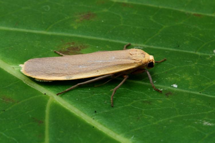 La Lithosie complanule (Eilema lurideola) © Bertrand Debroize