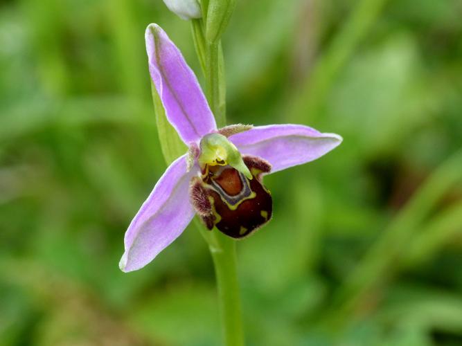 Ophrys abeille (Ophrys apifera) © Morvan Debroize