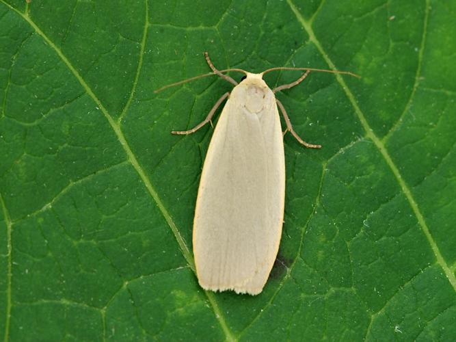 La Lithosie grise (Eilema griseola) © Bertrand Debroize