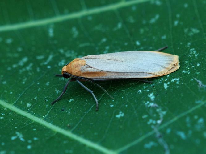 La Lithosie ocre (Eilema depressa) © Bertrand Debroize