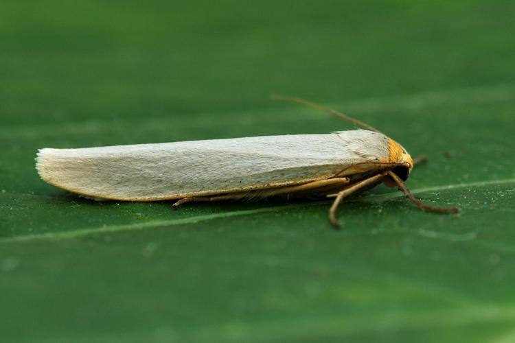 Le Manteau pâle (Eilema caniola) © Bertrand Debroize