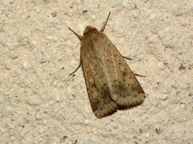 L'Armigère (Helicoverpa armigera) © Christina Bot