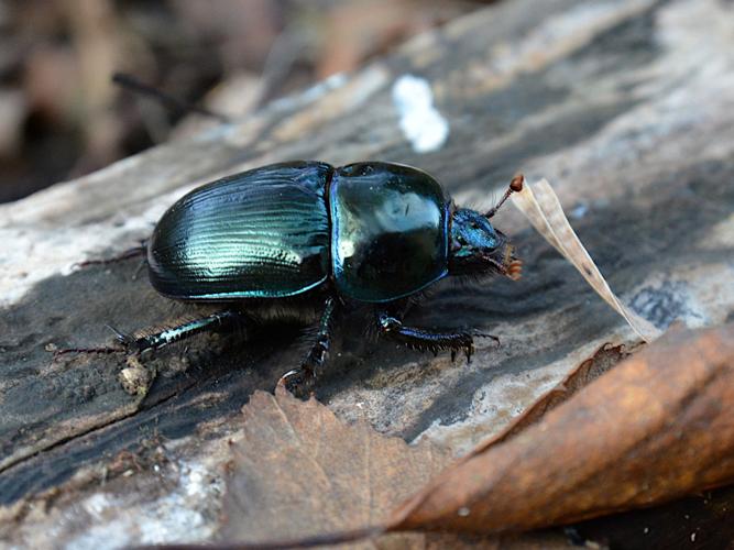 Geotrupes mutator © Christina Bot