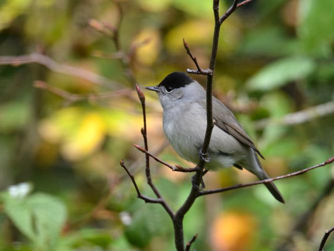 Fauvette à tête noire (Sylvia atricapilla) © Christina Bot