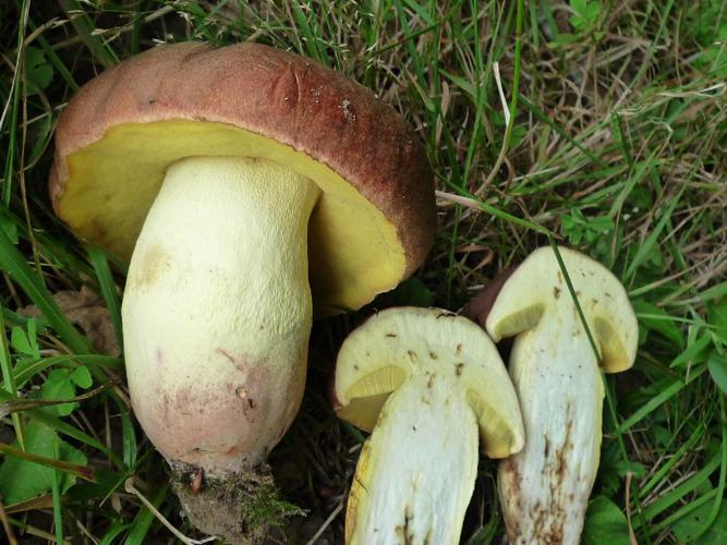 Bolet appendiculé (Butyriboletus appendiculatus) © Abbaye de la Trappe