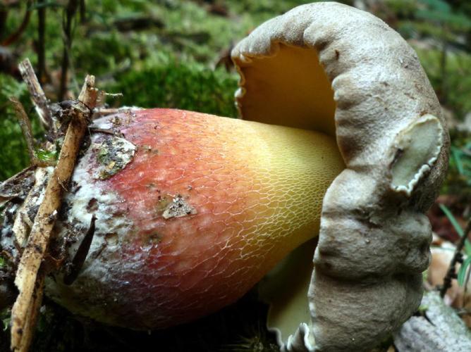 Bolet à beau pied (Caloboletus calopus) © Abbaye de la Trappe