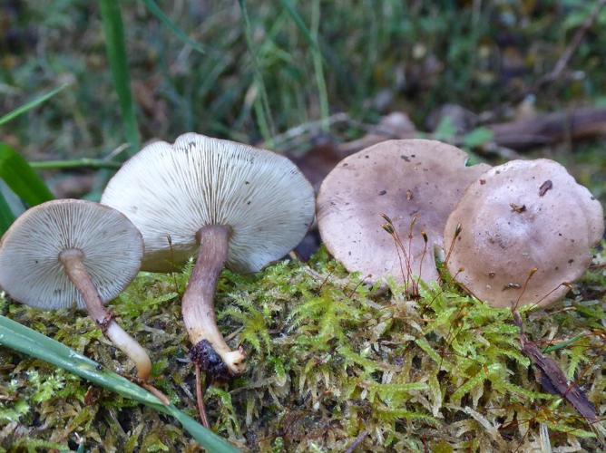 Calocybe obscurissima © Abbaye de la Trappe