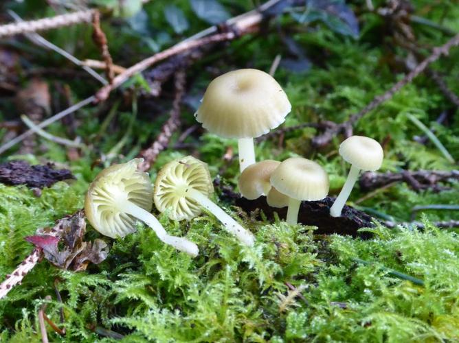 Chrysomphalina grossula © Abbaye de la Trappe